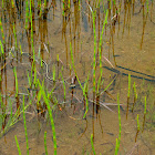 Garter Snake