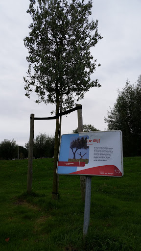 De Olijf - Educational Tree Sign