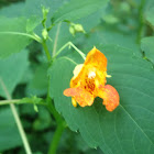 jewelweed