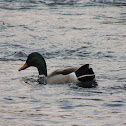 Mallard Duck