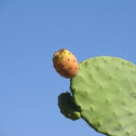Opuntia littoralis