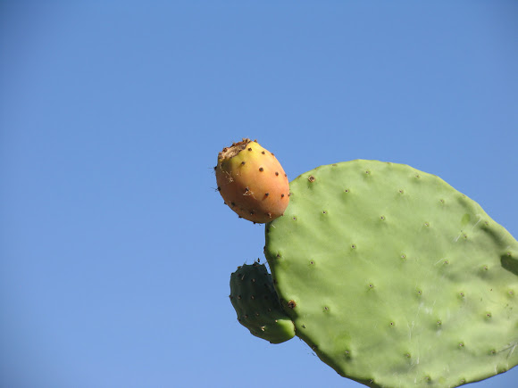 Spotting Image 1
