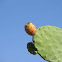 Opuntia littoralis