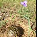 Ornate Box Turtle
