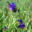 Blueweed