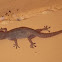 Kimberley Dtella or Common House Gecko