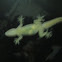 Lizzard