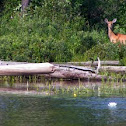 White-tailed deer