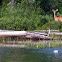 White-tailed deer