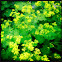 Lady's Mantle