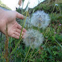 Huge Dandelion