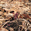 Sedum