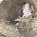 Water Monitor lizard