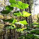 Catalpa Tree