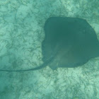 Stingray
