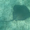Stingray