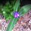 Spiderwort