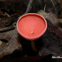 Cup fungi