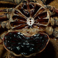 Cave Biota of the Philippines