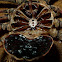 Amblypigid exoskeleton