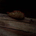 southern flannel moth