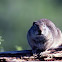 Uinta Ground Squirrel