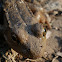 Green Frog