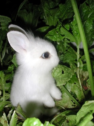 cute rabbit photo2