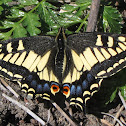 Anise Swallowtail Butterfly