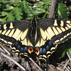 Anise Swallowtail Butterfly