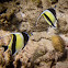 Moorish Idol