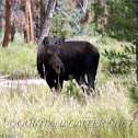 North American Moose (female-cow)