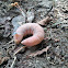 Lime Hawk-moth caterpillar