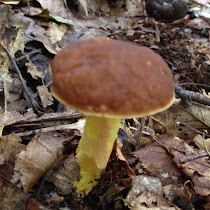 Mushroom Madness