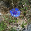 Chicory 