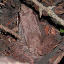 Wood Frog