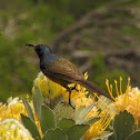 Double Collared Sunbird