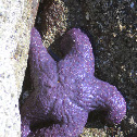 Purple Sea Star