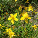 St. John's wort - Johanniskraut
