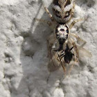 Zebra Jumper