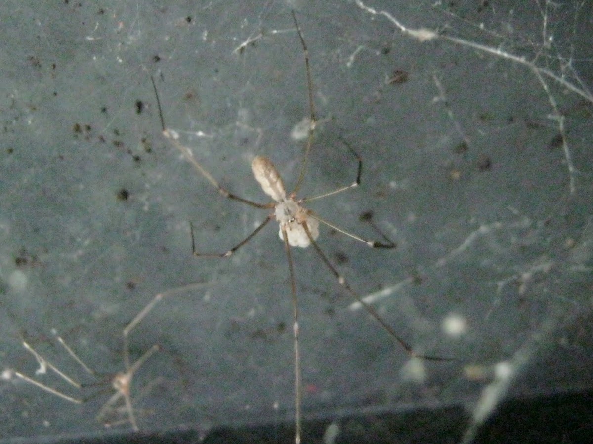 Cellar Spider