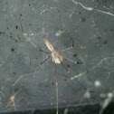 Cellar Spider