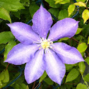 Purple Clematis