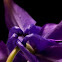 Columbine