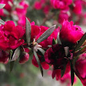 Manuka