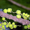 Amla