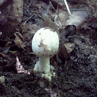 Amanita