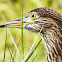 Rufous Night Heron