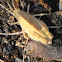 Grasshopper