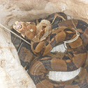 Boa